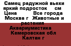 Самец радужной вьехи яркий подросток 15 см › Цена ­ 350 - Все города, Москва г. Животные и растения » Аквариумистика   . Кемеровская обл.,Калтан г.